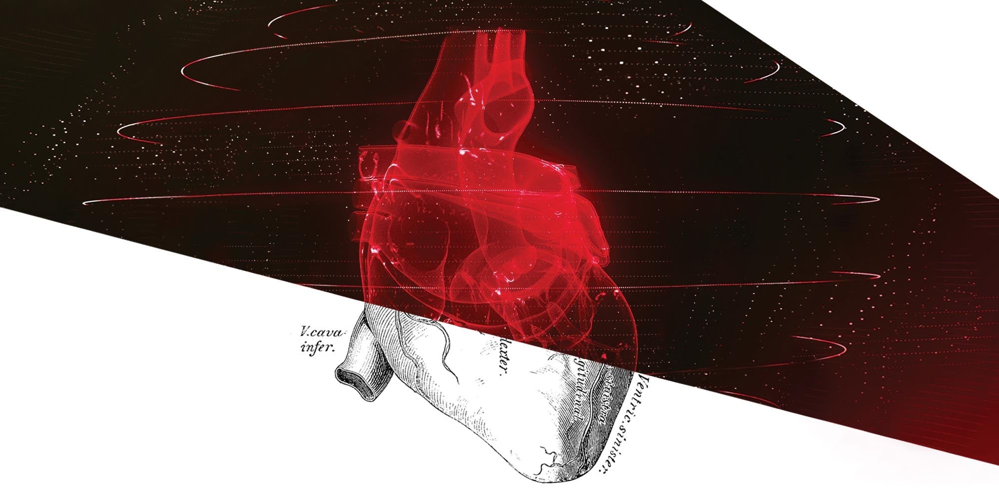 Divisional, Generic Heart, Illustration